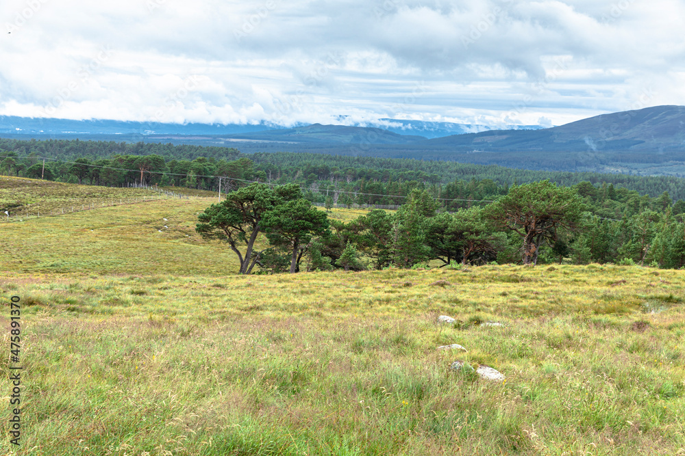Obraz premium The Cairngorm Reindeer Herd is free-ranging herd of reindeer in the Cairngorm mountains in Scotland.