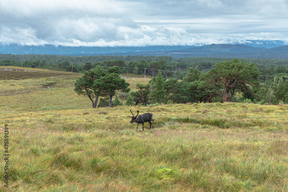 The Cairngorm Reindeer Herd is free-ranging herd of reindeer in the Cairngorm mountains in Scotland.