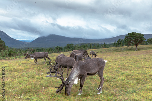 The Cairngorm Reindeer Herd is free-ranging herd of reindeer in the Cairngorm mountains in Scotland.