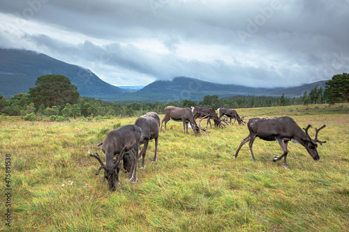 The Cairngorm Reindeer Herd is free-ranging herd of reindeer in the Cairngorm mountains in Scotland.