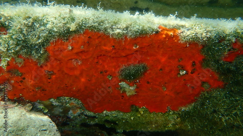 Red encrusting sponge or orange-red encrusting sponge (Crambe crambe) undersea, Aegean Sea, Greece, Halkidiki
 photo