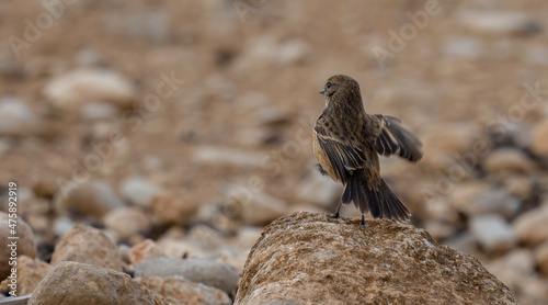 Siberian Stonechat bird on rock stone ( Saxicola maurus ) photo