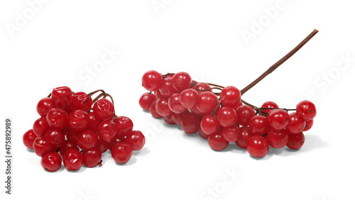 Snowball tree berries on white background, isolated. Closeup