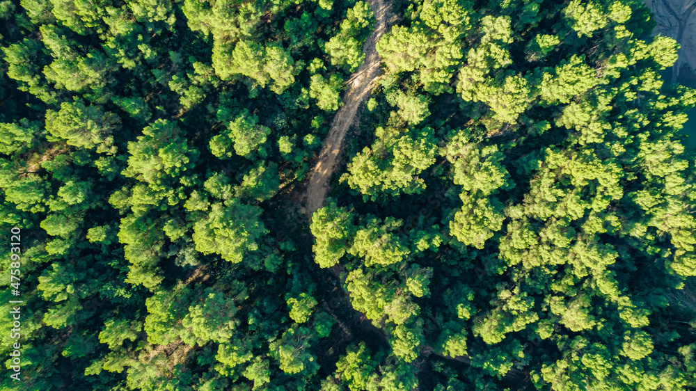 Green landscape nature top view green trees and road aerial view drone photography destination metaphor