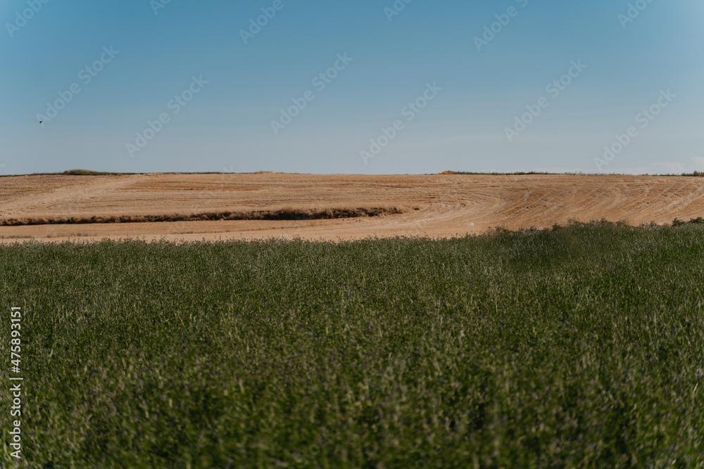 field of wheat field of wheat