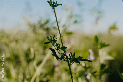 flowers in the field