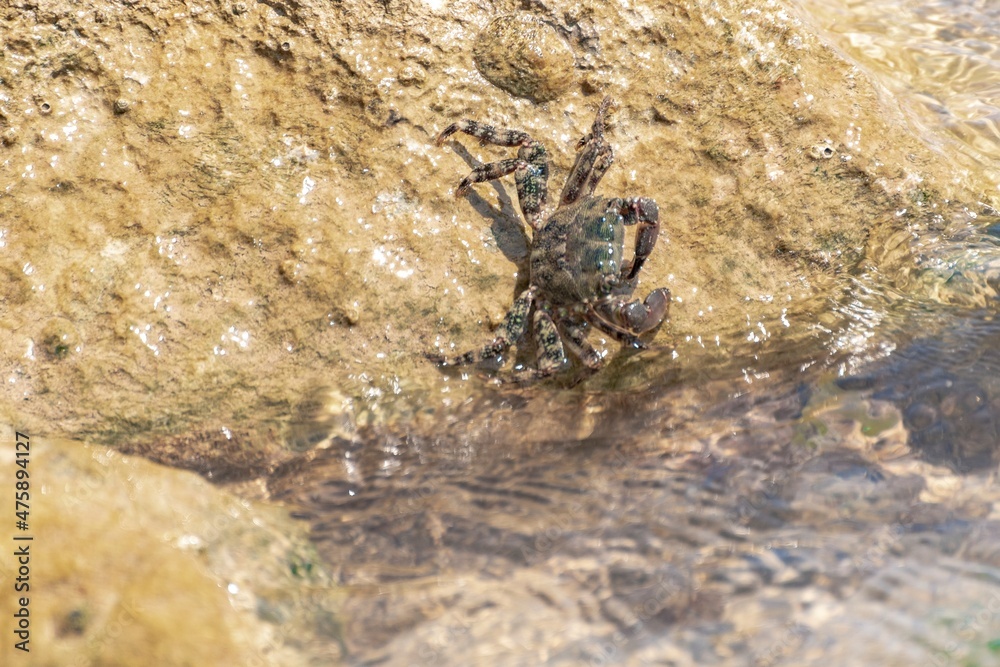 Characteristic specimen of Mediterranean crab on rocks Characteristic specimen of Mediterranean crab on rocks