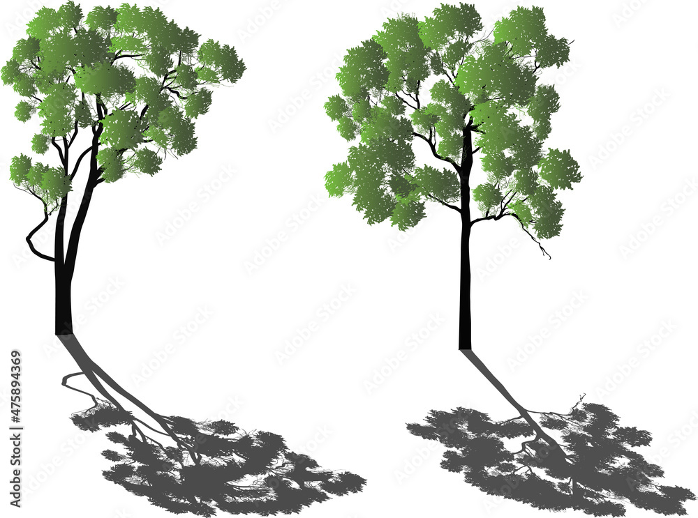 Obraz premium two large green eucalyptus trees with shadows