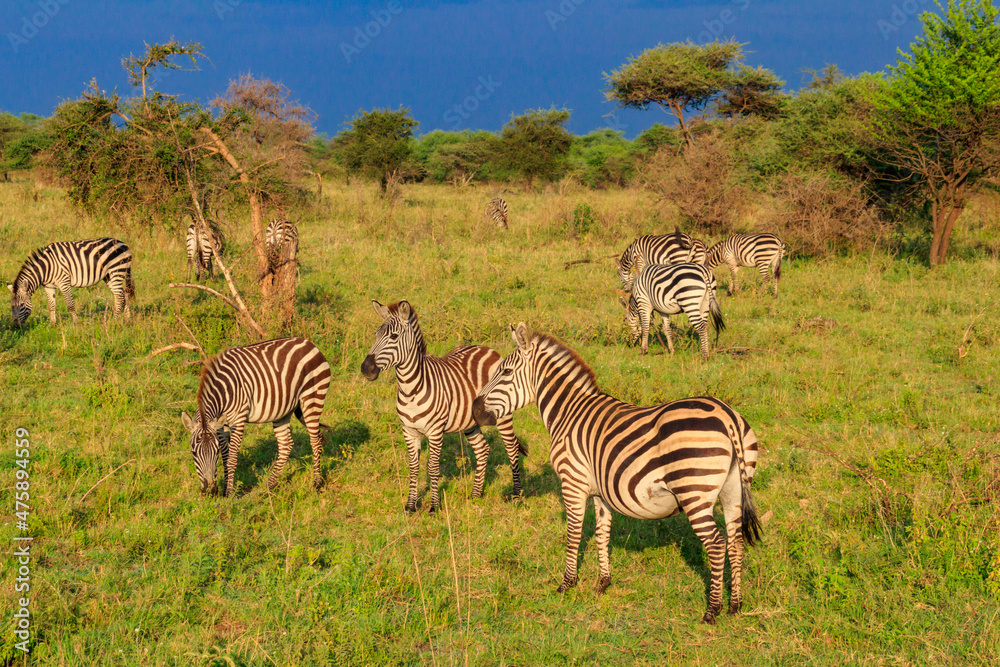 Obraz premium Herd of zebras in savanna in Serengeti national park in Tanzania. Wildlife of Africa
