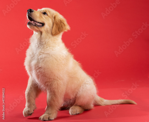 Golden retriever puppy dug sitting up and paying attention with one paw lifted to shake photo