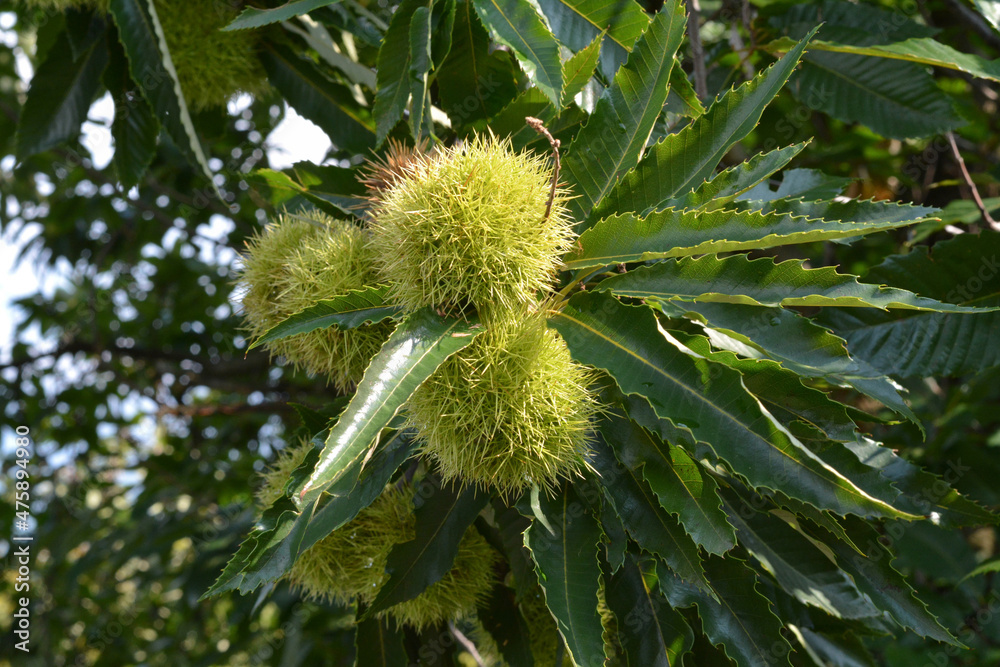 Ricchi verdi su un albero di castagno.