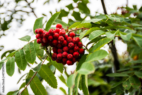 Sorbus aucuparia, commonly called rowan and mountain-ash,also been called Amur mountain-ash, European mountain-ash, quick beam, quickbeam, or rowan-berry.