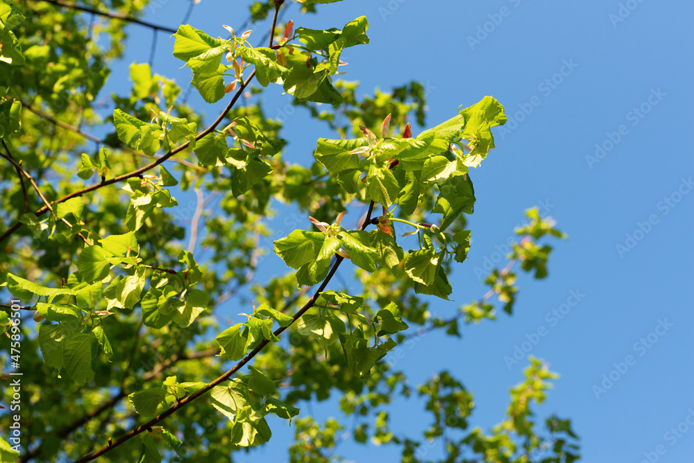 Natural background with young spring linden foliage Natural background with young spring linden foliage
