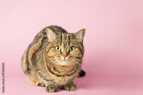 Portrait of a tabby cat looking at the camera on a pink background.