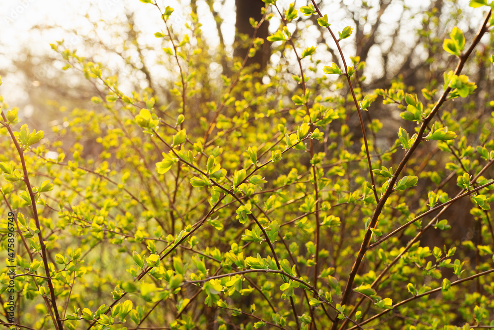 Young leaves of a bush in contrasting rays Young leaves of a bush in contrasting rays