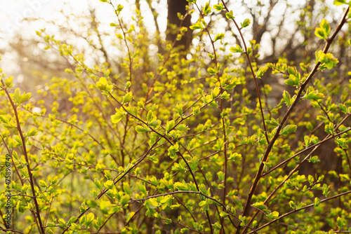 Young leaves of a bush in contrasting rays