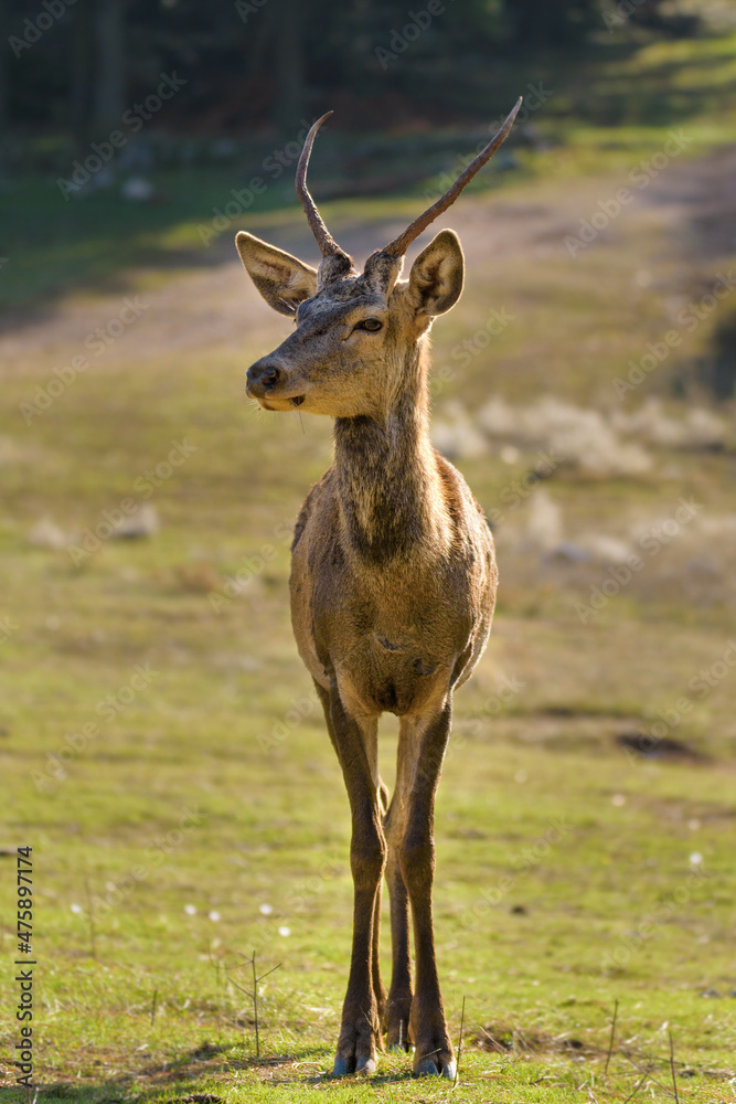 Fototapeta premium Red deer - Cervus elaphus wild walking at Parnitha mountain free