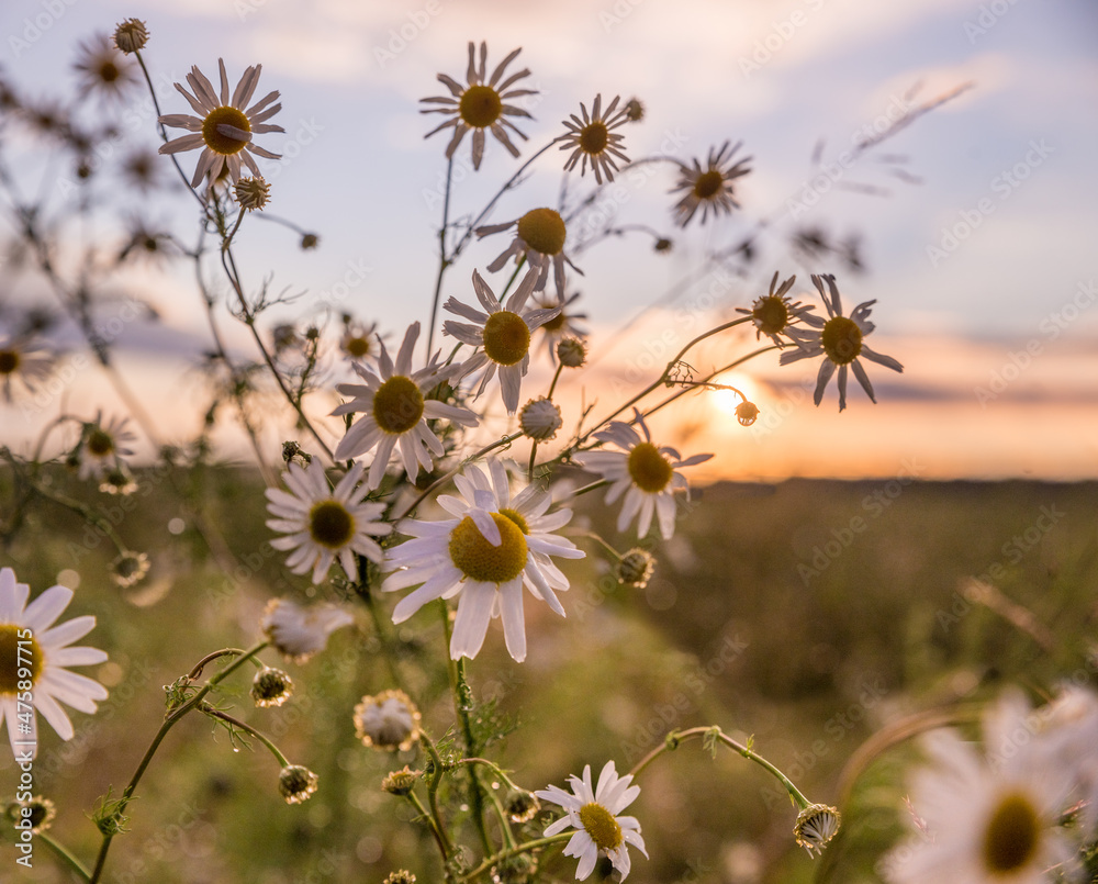 wild marguerite blossoms at the field, sunset scenery