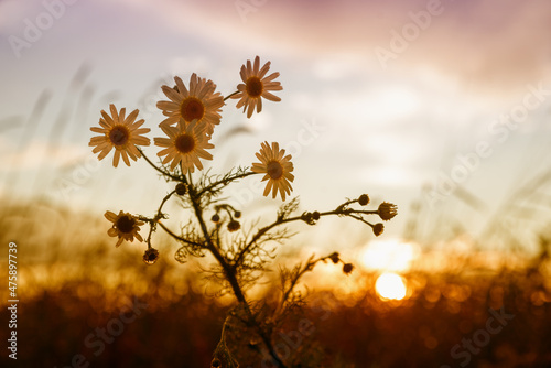 dreamy scenery with marguerite blossoms, sunset over the fields © SusaZoom