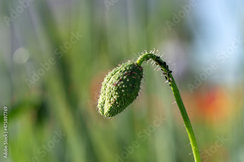 poppy © Aleksandr