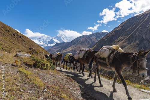 Fotografija Shot of donkeys carrying goods and walking in a line on a road between mountains