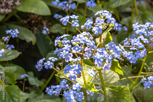 Selective focus shot of a bunch of forget-me-nots (myosotis scorpioides) under sunlight photo