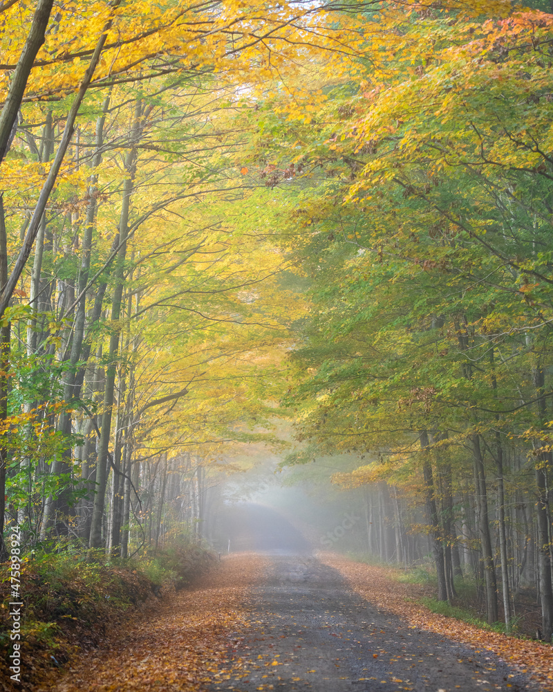Fototapeta premium autumn in the forest