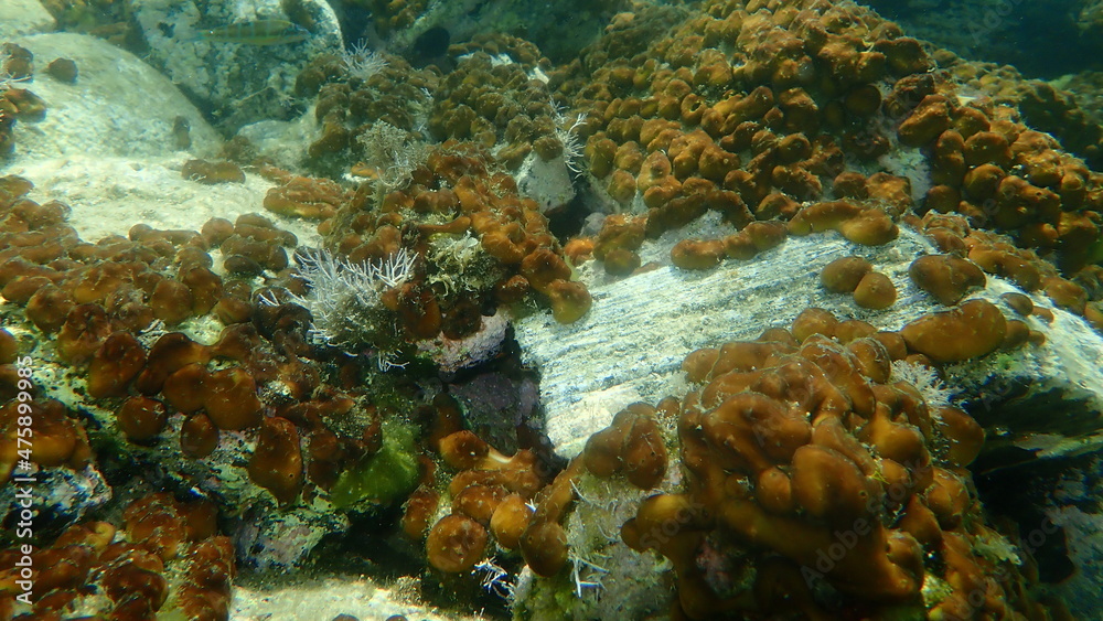 Сhicken liver sponge or Caribbean Chicken-liver sponge (Chondrilla nucula) undersea, Aegean Sea, Greece, Halkidiki