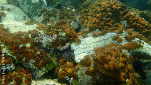   hicken liver sponge or Caribbean Chicken-liver sponge  Chondrilla nucula  undersea  Aegean Sea  Greece  Halkidiki
