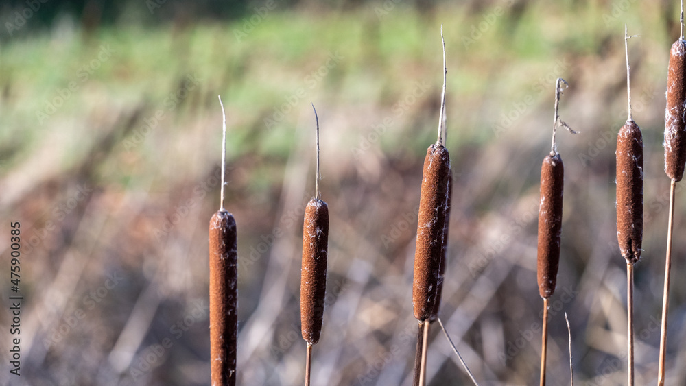 Fototapeta premium Pond reeds in the autumn