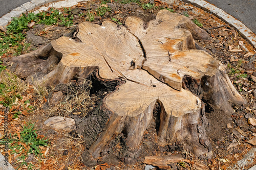 Tree stump cutted down