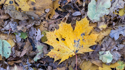 Golden Yellow autumn leaf on the ground