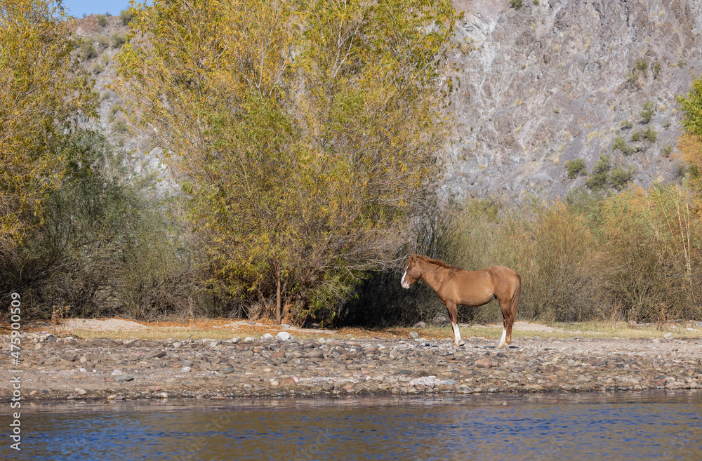 Wild Horse in the Arizona Desert near the Salt River Wild Horse in the Arizona Desert near the Salt River