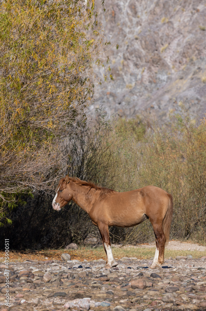 Wild Horse in the Arizona Desert near the Salt River Wild Horse in the Arizona Desert near the Salt River
