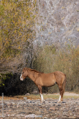 Wild Horse in the Arizona Desert near the Salt River