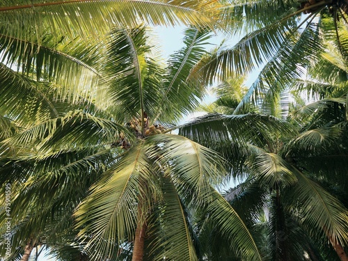 Fototapeta Naklejka Na Ścianę i Meble -  coconut palm tree