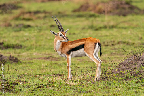 Impala or Gazelle from Masai Mara Kenya 