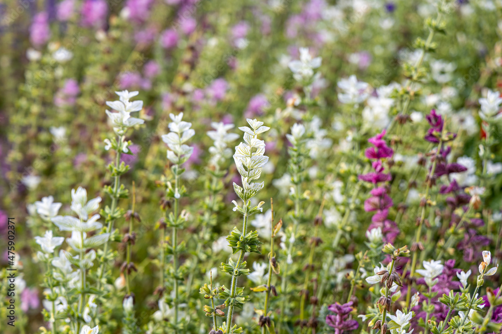 Group of Beautiful white and red salvia viridis flowers with green leaves on the flower bed in a garden in autumn Group of Beautiful white and red salvia viridis flowers with green leaves on the flower bed in a garden in autumn