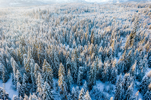 Snow Covered Pine Trees in Winter Forest at Sunny Day. Aerial Drone Top Down View