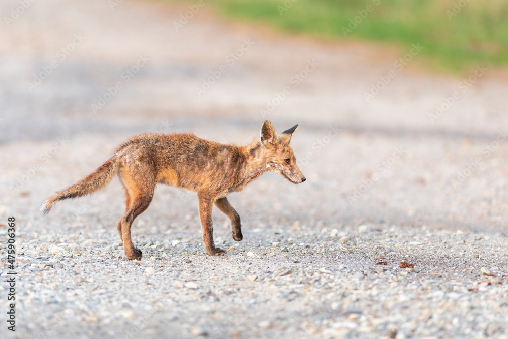 Ein trauriger Anblick wenn ein Fuchs Räude hat Ein trauriger Anblick wenn ein Fuchs Räude hat