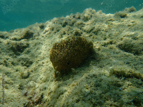 Stinker sponge (Sarcotragus fasciculatus) undersea, Aegean Sea, Greece, Halkidiki
 photo