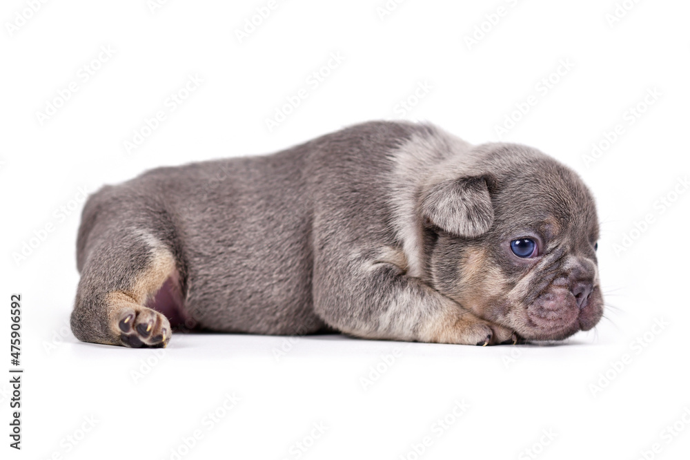 Obraz premium Merle tan French Bulldog puppy on white background