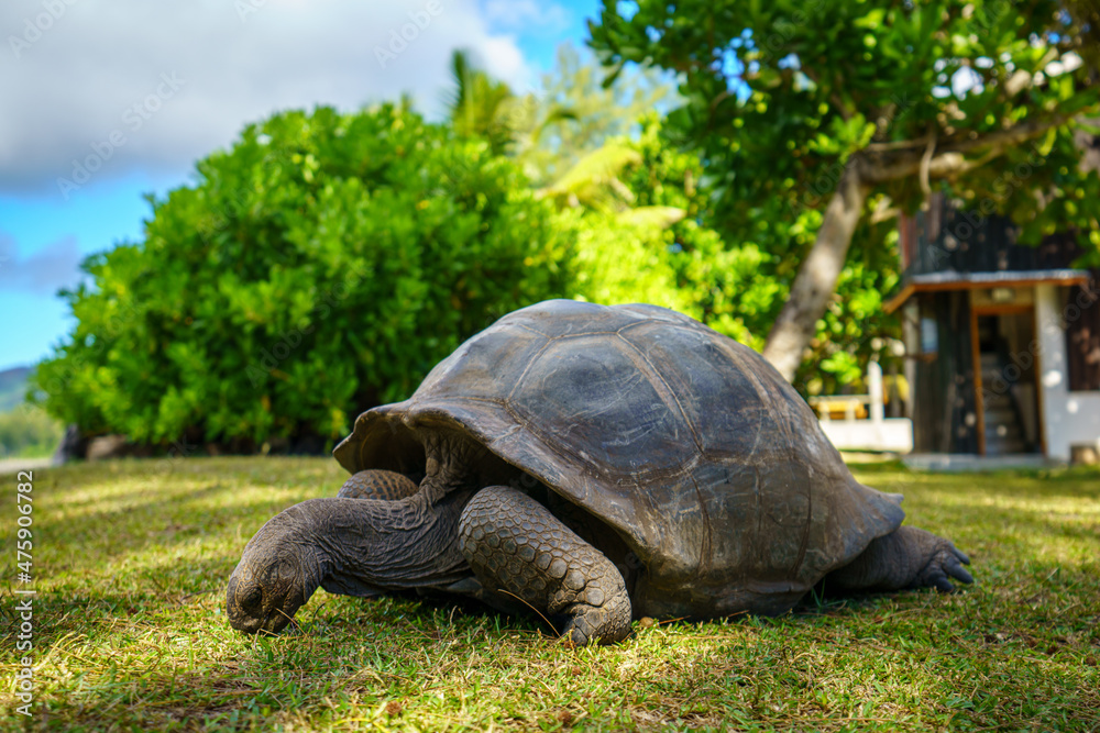 Fototapeta premium giant tortoise on curieuse island on the seychelles