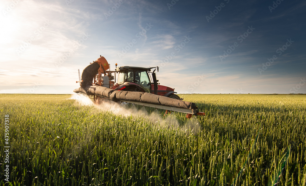 Fototapeta premium Tractor spraying pesticides wheat field.