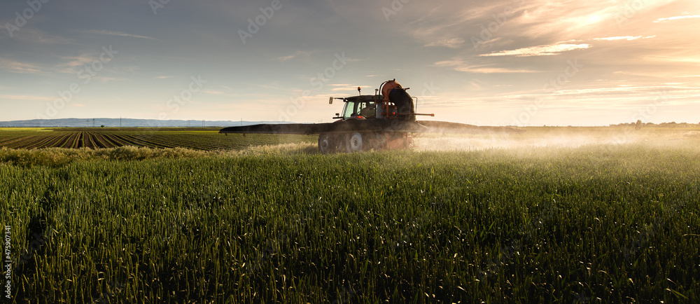 Fototapeta premium Tractor spraying pesticides wheat field.