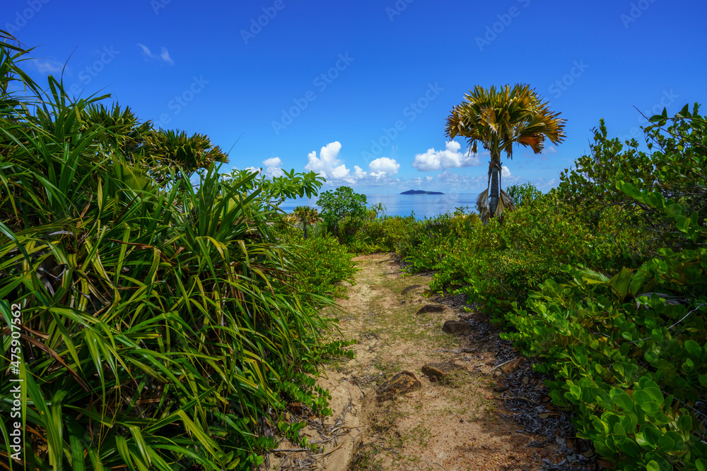 hikink through the jungle on curieuse island on the seychelles hikink through the jungle on curieuse island on the seychelles