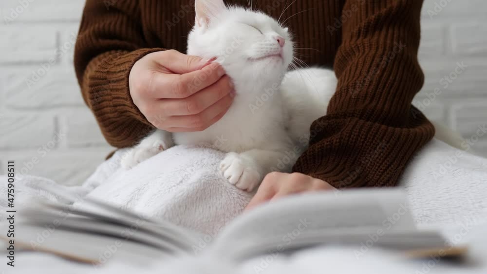 Woman strokes a white cat while reading a book. Cute white cat lies next to a woman reading a book and taking time to a pet. Woman strokes a white cat while reading a book. Cute white cat lies next to a woman reading a book and taking time to a pet.
