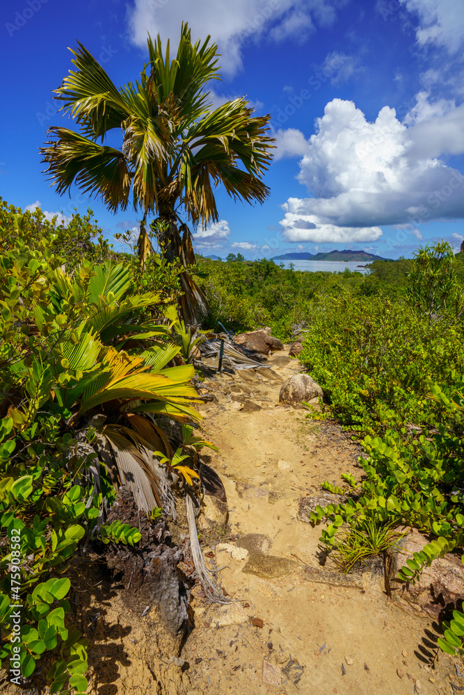 Fototapeta premium hikink through the jungle on curieuse island on the seychelles