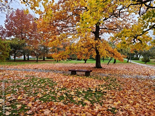 Bench made of thick boards among trees with yellow leaves on branches and on the ground in early autumn