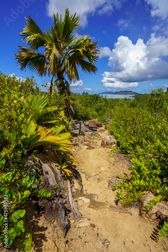 Fototapeta Naklejka Na Ścianę i Meble -  hikink through the jungle on curieuse island on the seychelles